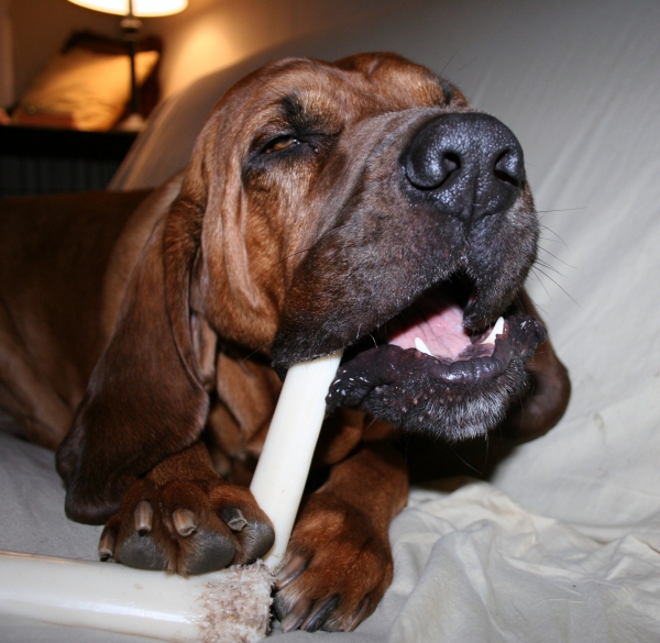 bone close up.jpg